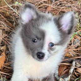 Snowball - Blue merle female Pomeranian puppy in Inverness, Florida from Pompadorable Poms