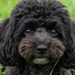 Shadow - Poodle