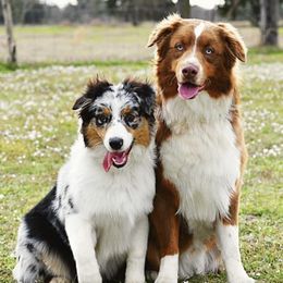 Australian Shepherds from K&H Aussies