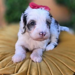 Bessie - Merle female Goldendoodle puppy in Decatur, Tennessee from Diamond's Doodles