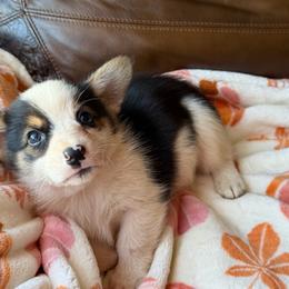 Star - Black and tan male American Corgi puppy in Graham, Texas from Wild West Corgis