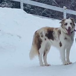 Ruth - Border Collie