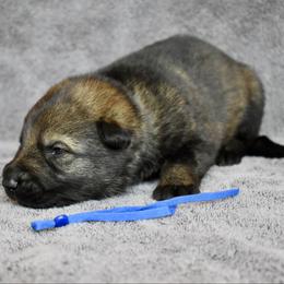 Blue - Sable male German Shepherd puppy in Cherryville, North Carolina from Masky Kennel