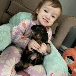 Dachshund Puppies from M.H.P Dachshunds