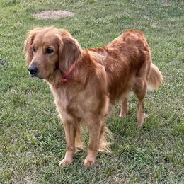 Golden Retrievers from A & J Golden Retrievers of Texas