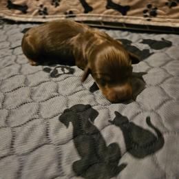 Boy 2 - Chocolate and tan male Dachshund puppy in New Castle, Colorado from Shaffers low riding weiners