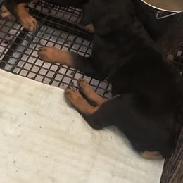 Rottweiler Puppies from Von Helden Herz