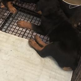 Rottweiler Puppies from Von Helden Herz