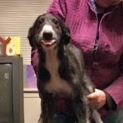 Borzoi Puppies from Radost Borzoi