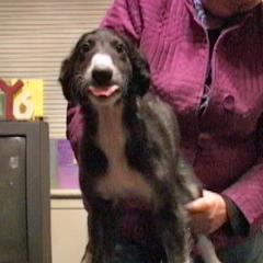 Borzoi Puppies from Radost Borzoi