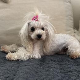 Girly - Maltese