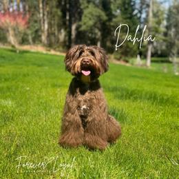 Dally - Australian Labradoodle