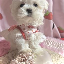 Maltese puppies from Prime Paradise Kennel
