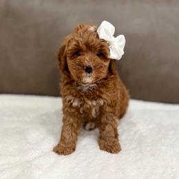 Mable girl - Red  female Goldendoodle puppy in Rio Linda, California from Plush Doodles