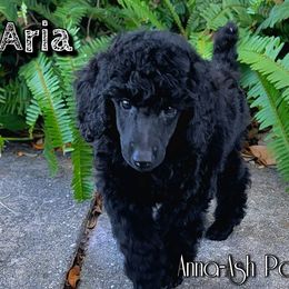 Poodle Puppies from Anna-Ash Poodles