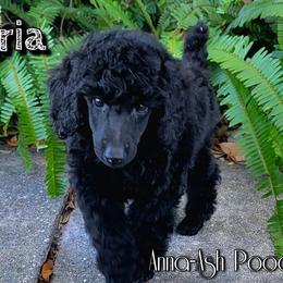 Poodle Puppies from Anna-Ash Poodles