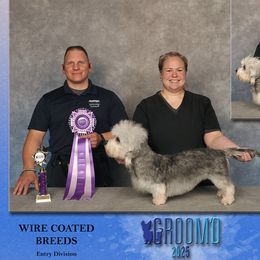 Fancy - Dandie Dinmont Terrier