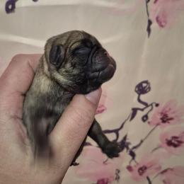 Girl 1 - Fawn female Pug puppy in Fitzwilliam, New Hampshire from Kayla's Pugs