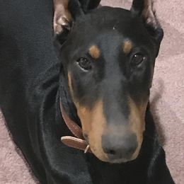 Doberman Pinscher All Grown Up from Cascade Ranch