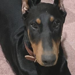 Doberman Pinscher All Grown Up from Cascade Ranch