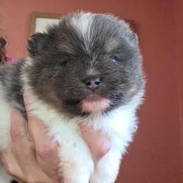 Adkpom Cosmo AKC registered 3250 - Blue and tan parti male Pomeranian puppy in Gloversville, New York from ADKPOM Adirondack Pomeranians