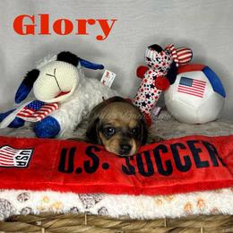 Glory - Cream female Dachshund puppy in Monitor, Washington from Shannon Dolly’s Dachshunds
