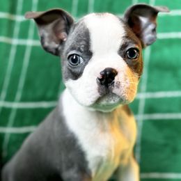 Boy 3 - Seal and white Boston Terrier puppy in Columbus, Ohio from Columbus Boston Terriers