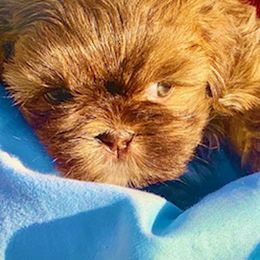 Shih Tzu Puppies from Angela's Shih Tzus