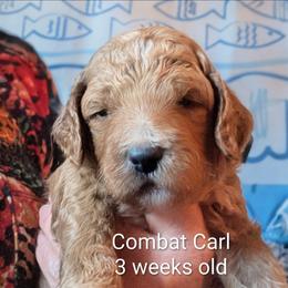 Combat Carl - Black - Apricot male Goldendoodle puppy in Citrus Heights, California from Grandpaw's Golden Doodles