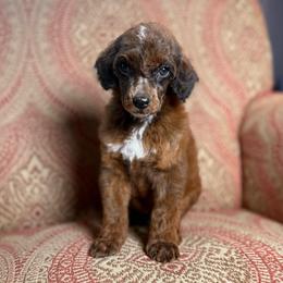 Stetson - Sable male Poodle puppy in Ault, Colorado from The Peaks Premium Poodles