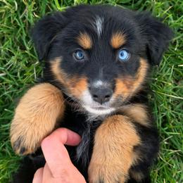 Pilot - Black tri-color male Australian Shepherd puppy in Artois, California from Aloe Aussies