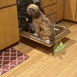 Cavapoo, Cockapoo, Labradoodle, and Poodle Puppies from Heavenly Puppies to Love