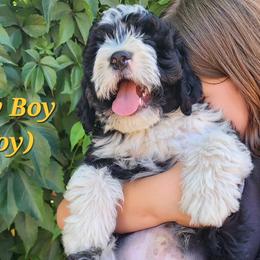 Boy 4 - Tiny Boy - Tri-color Bernedoodle puppy in Salt Lake City, Utah from Doni Doodles & Danes