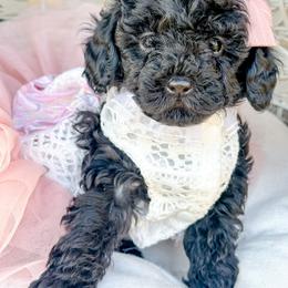 Olivia - Black female Poodle puppy in from Pink Poodles and Doodles