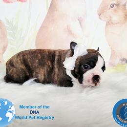 Boston Terrier Puppies from Our Gang Bostons