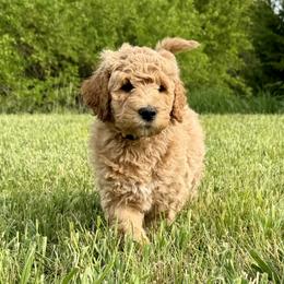 Aussiedoodle, Labradoodle, and Sheepadoodle Puppies from Boxcar Doodles and Poodles