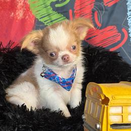 Nacho - Fawn and white male Chihuahua puppy in Gloucester, Virginia from Charlotte's Web of Chihuahuas
