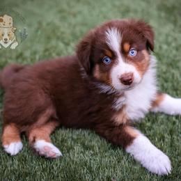 Grits - Red tri-color male Australian Shepherd puppy in Buena Vista, Colorado from Wigglebutts Unlimited