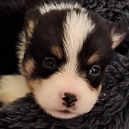 Pembroke Welsh Corgi Puppies from Rhone River Farm Pembroke Welsh Corgis