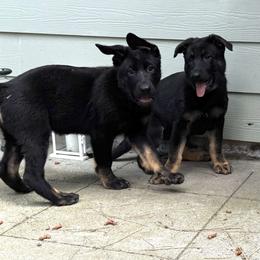 Brava Ritsa vom Haus Elbrus - Bi-color female German Shepherd puppy in Spokane, Washington from Vom Haus Elbrus Kennel