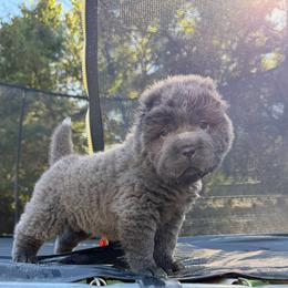 Stormy Ash - Blue female Chinese Shar-Pei puppy in Auburn, Kansas from Justin's Chinese Shar-Pei