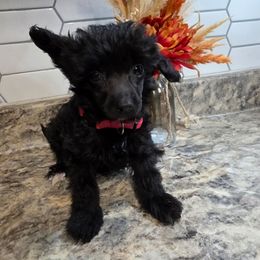 Sadi - Black female Chinese Crested puppy in Clarksville, Tennessee from Andrews Chinese Cresteds and Euro Bassets