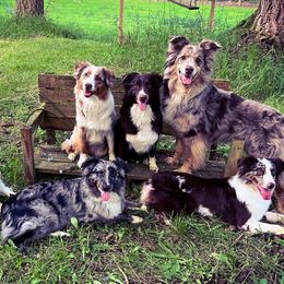 Australian Shepherd All Grown Up from BWild Australian Shepherds