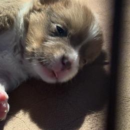 Boy 2 - Red male Pembroke Welsh Corgi puppy in Clifton, Texas from K&N Corgis