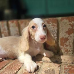 George - Piebald male Dachshund puppy in Tuscaloosa, Alabama from Watermelon Doxies