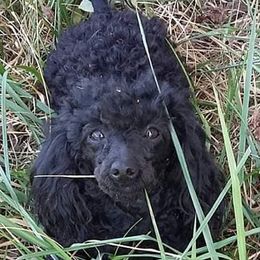 Poodles from Kiamichi Kennels