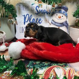 Big Bear - Black and tan male Dachshund puppy in San Rafael, California from Alexandra's Mini Doxies