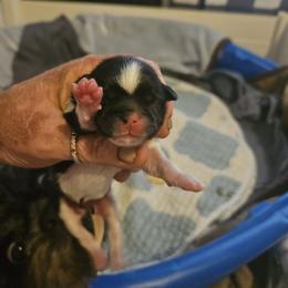 Crumpet - Black and white female Shih Tzu puppy in Cook County, Illinois from My Tzu Crew