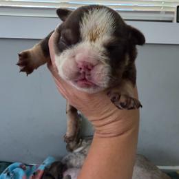 Boy 6 - Chocolate tri-color male Bulldog puppy in Hobe Sound, Florida from Amanda’s Bullies