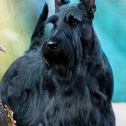 Scottish Terrier Puppies from Scottish Terriers at The Rock